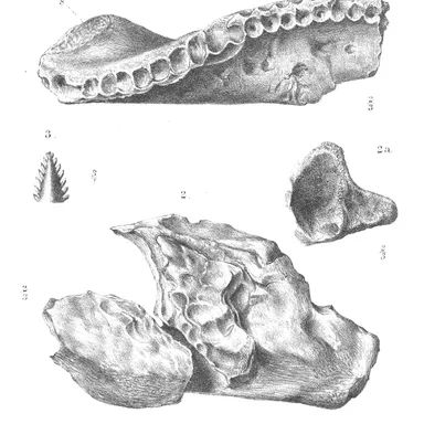 Sarcolestes