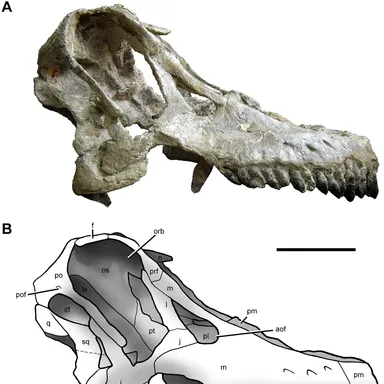 Sarmientosaurus