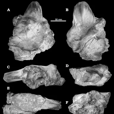 Sauroniops
