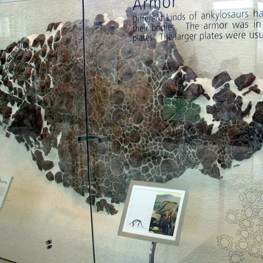 Sauropelta