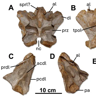 Saurophaganax