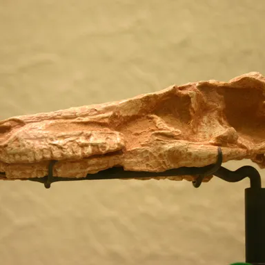 Saurornithoides