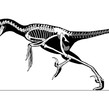 Saurornitholestes