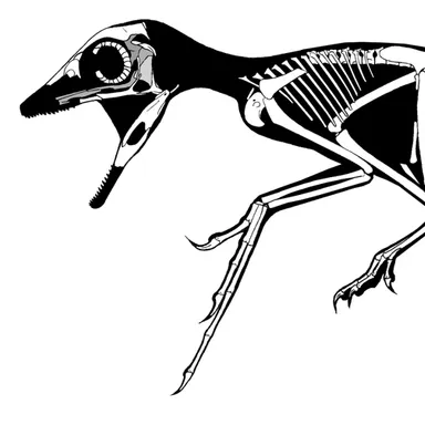 Scansoriopteryx