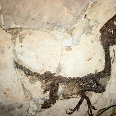 Scipionyx
