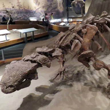 Scolosaurus