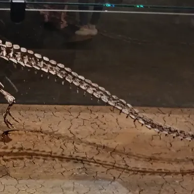 Scutellosaurus