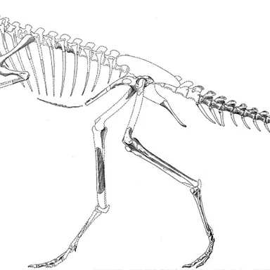 Segisaurus