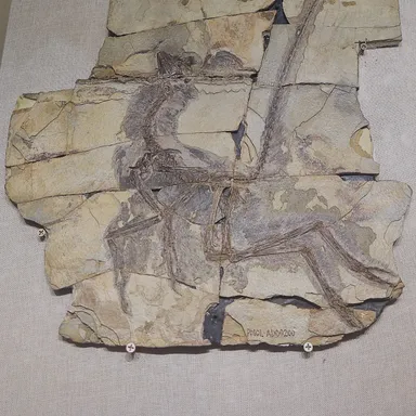 Serikornis