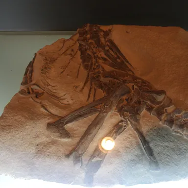Shenzhousaurus