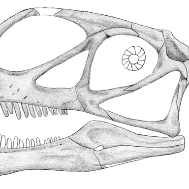 Abrosaurus