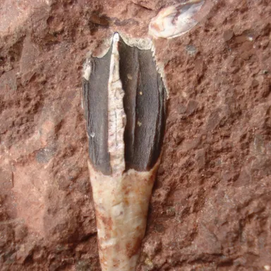 Siamodon