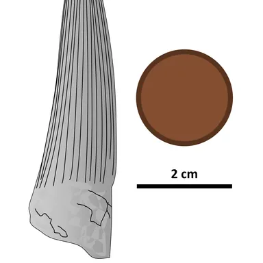 Siamosaurus