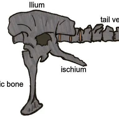 Siamotyrannus