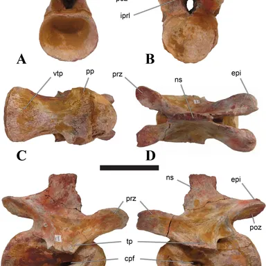 Sigilmassasaurus
