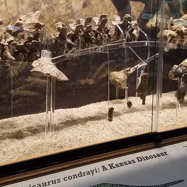 Silvisaurus
