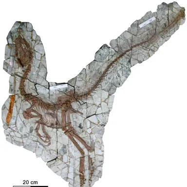Sinocalliopteryx