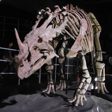 Sinoceratops