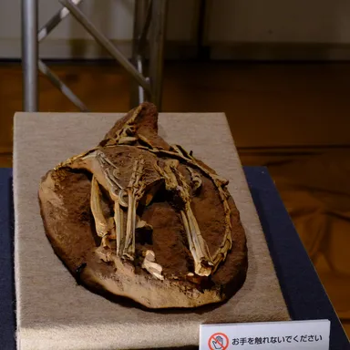 Sinornithoides