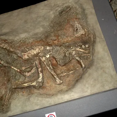 Sinornithomimus