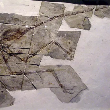 Sinornithosaurus