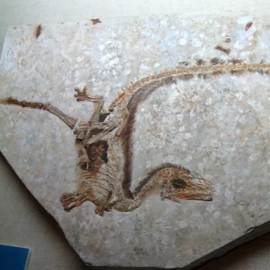 Sinosauropteryx