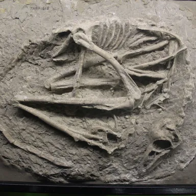 Sinovenator