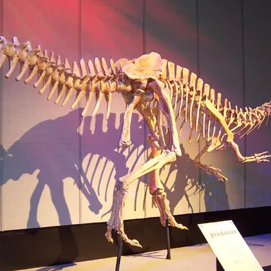Sinraptor