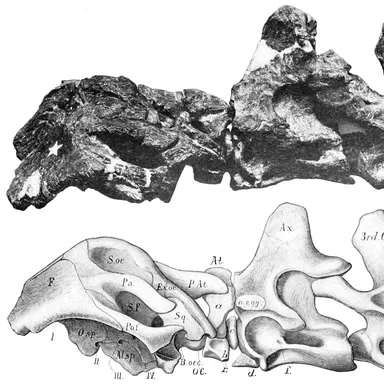 Smitanosaurus