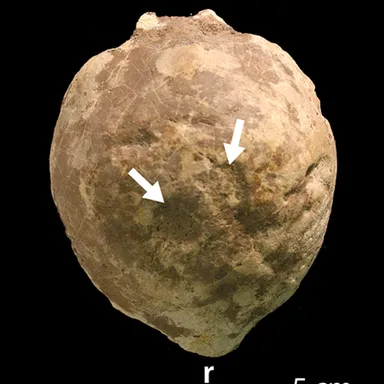 Sphaerotholus