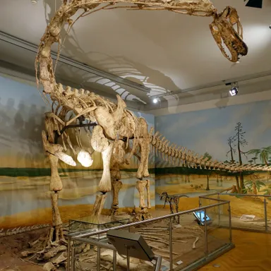 Spinophorosaurus