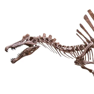 Spinosaurus