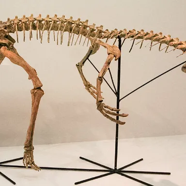 Staurikosaurus