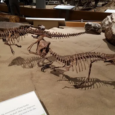 Stegoceras