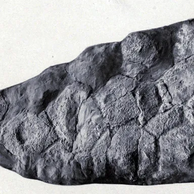 Stegopelta