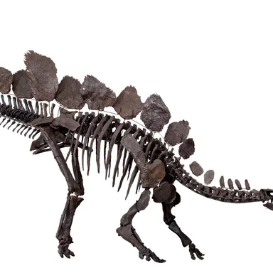 Stegosaurus