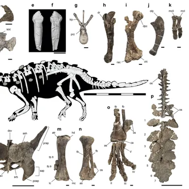 Stegouros