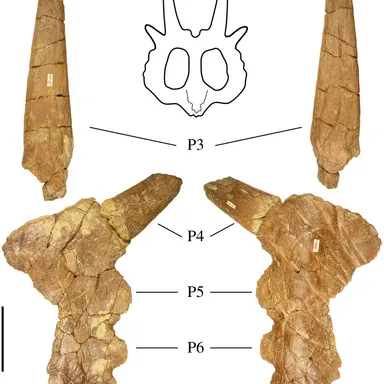 Stellasaurus