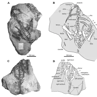 Stenopelix