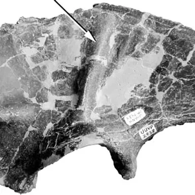 Stokesosaurus