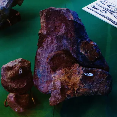 Streptospondylus