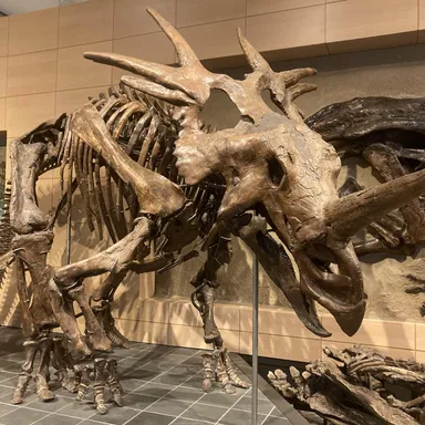 Styracosaurus