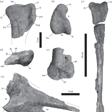 Tachiraptor