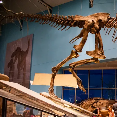 Tarbosaurus