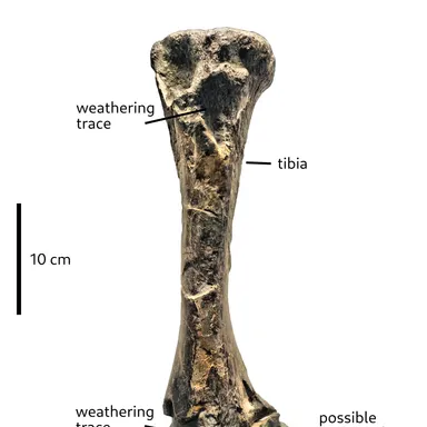 Ohmdenosaurus
