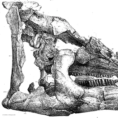Telmatosaurus