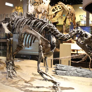 Tenontosaurus