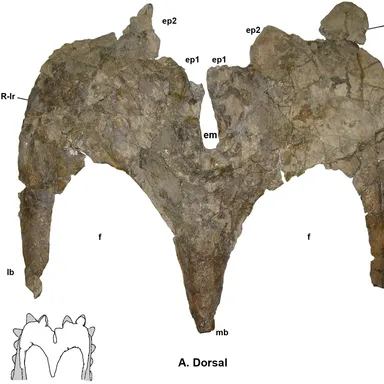 Terminocavus