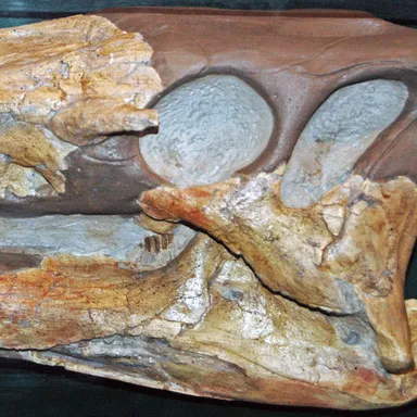 Theiophytalia