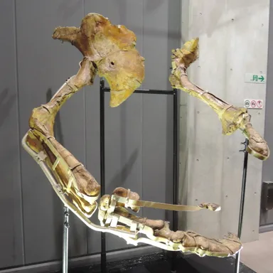 Therizinosaurus